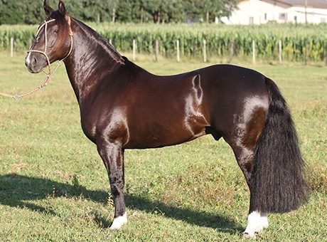criollo horse
